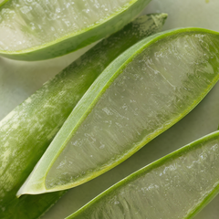 Extrait d’Aloe Vera bio